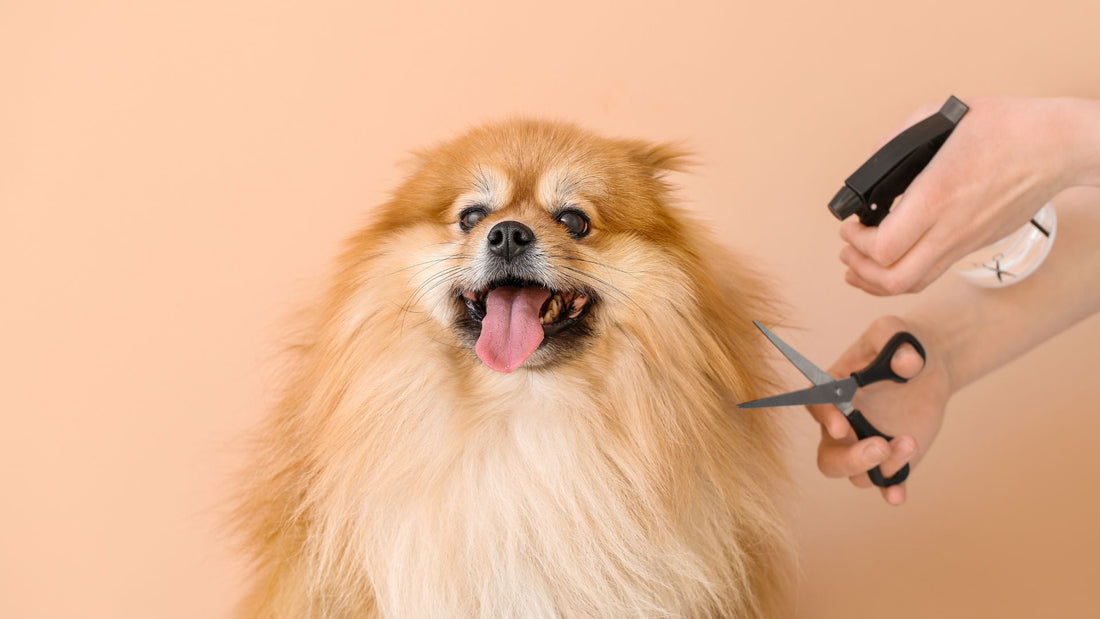 5 Tips for Grooming Your Dog at Home